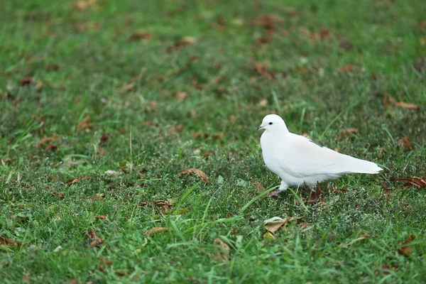 Pombo na grama verde — Fotografia de Stock