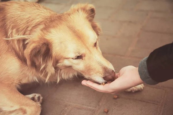 Mujer alimentando perro sin hogar — Foto de Stock