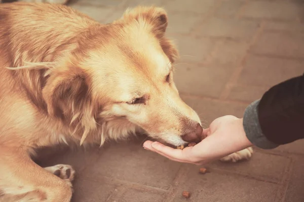 Mujer alimentando perro sin hogar —  Fotos de Stock