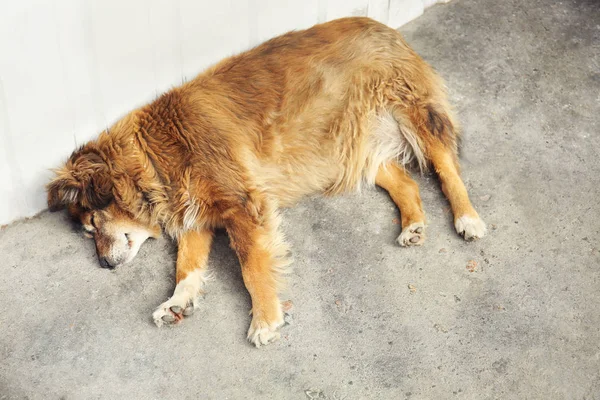 Бездомная собака на улице — стоковое фото