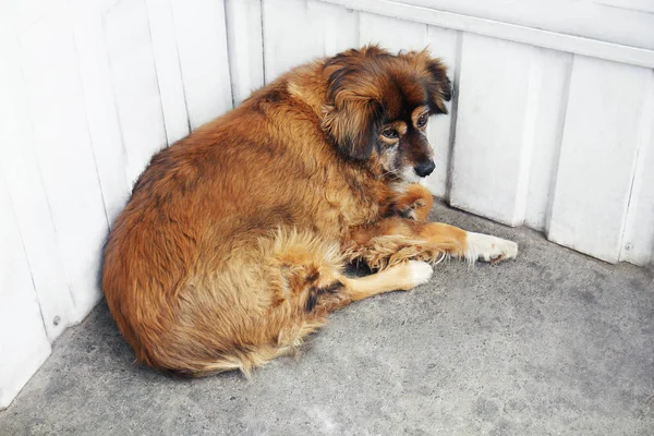 Cão sem-teto na rua — Fotografia de Stock