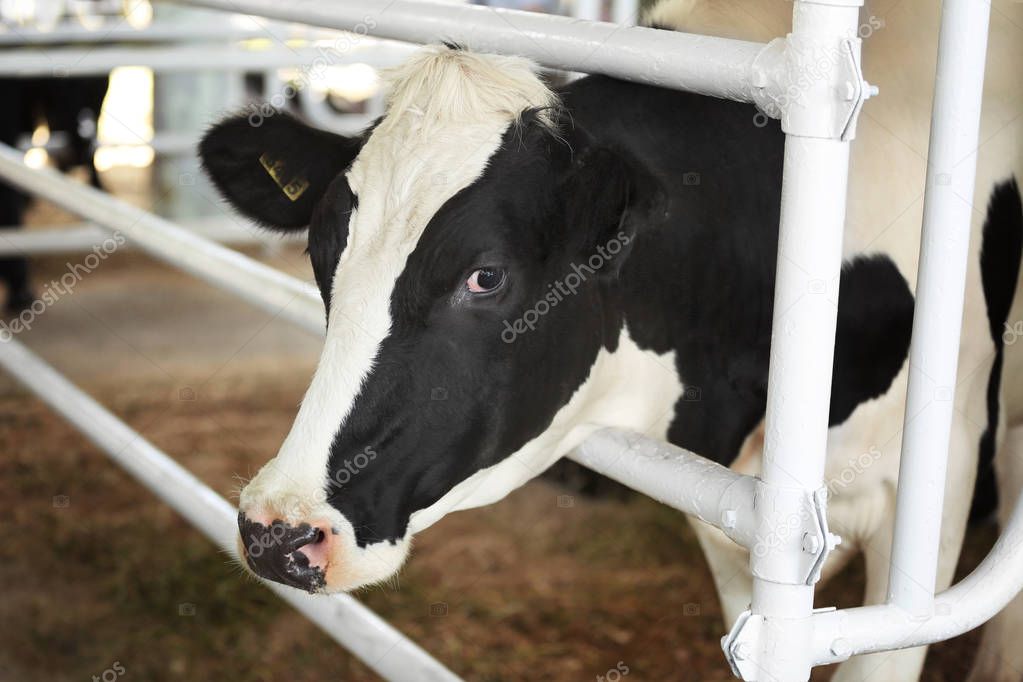 Cow in corral with metal fence