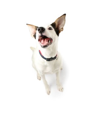 Endülüs ratonero köpek 