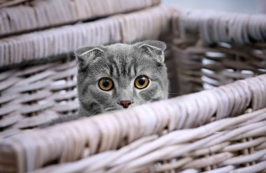şirin komik kedi