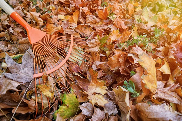 Gathering fallen leaves with fan rake — Stock Photo, Image