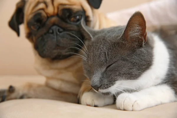 Pug y lindo gato —  Fotos de Stock