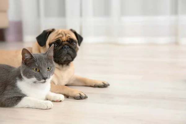 Pug ve sevimli kedi — Stok fotoğraf