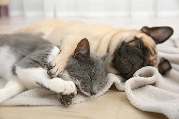 Мопс и милый кот — стоковое фото