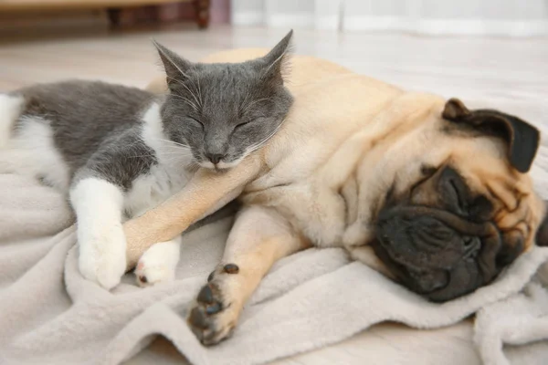 Pug ve sevimli kedi — Stok fotoğraf