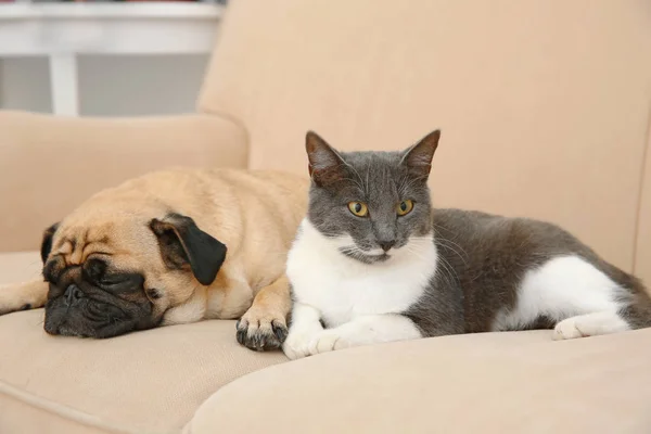 Pug ve sevimli kedi — Stok fotoğraf