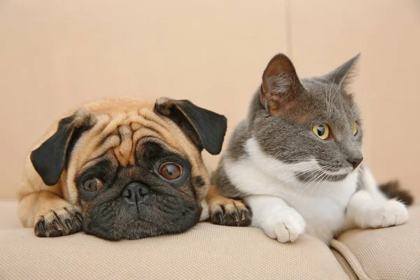 Pug y lindo gato — Foto de Stock