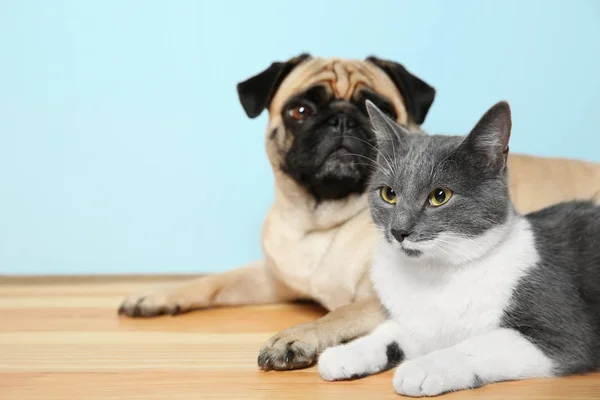 Pug ve sevimli kedi — Stok fotoğraf