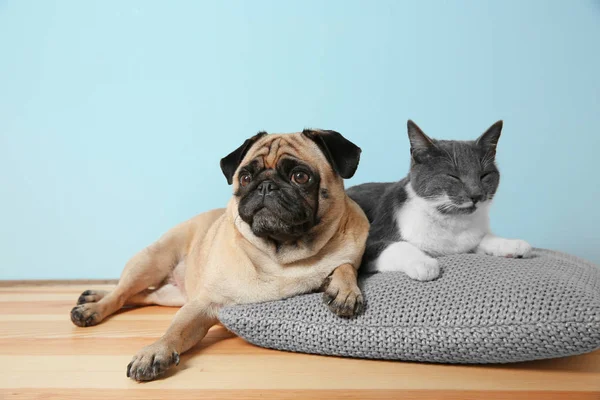 Pug e bonito gato — Fotografia de Stock
