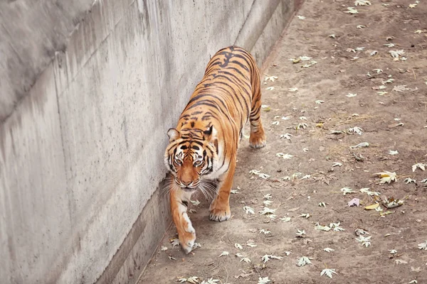 Beautiful tiger in zoological garden — Stock Photo, Image