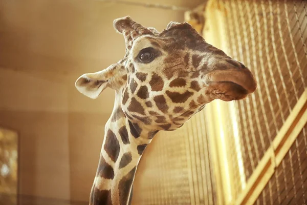 Cute giraffe in zoological garden enclosure