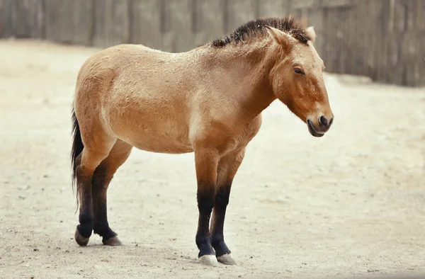 Mongolski wild horse w ogrodzie — Zdjęcie stockowe