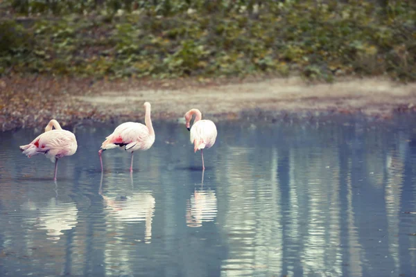 Havuzda güzel flamingolar — Stok fotoğraf