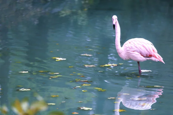 Havuzda güzel flamingo — Stok fotoğraf