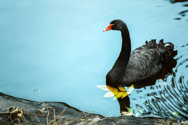 Hermoso negro cisne natación — Foto de Stock