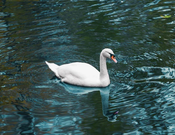 Hermoso cisne blanco nadando — Foto de Stock