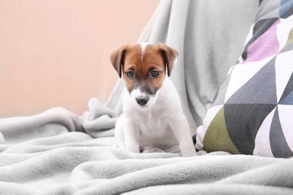 Cachorrinho pequeno bonito — Fotografia de Stock