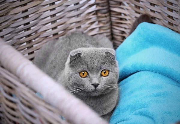Cute funny cat — Stock Photo, Image