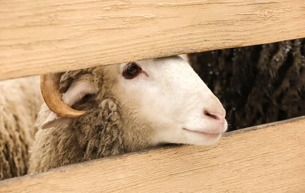 Cute owiec za drewnianym płotem w zoo — Zdjęcie stockowe