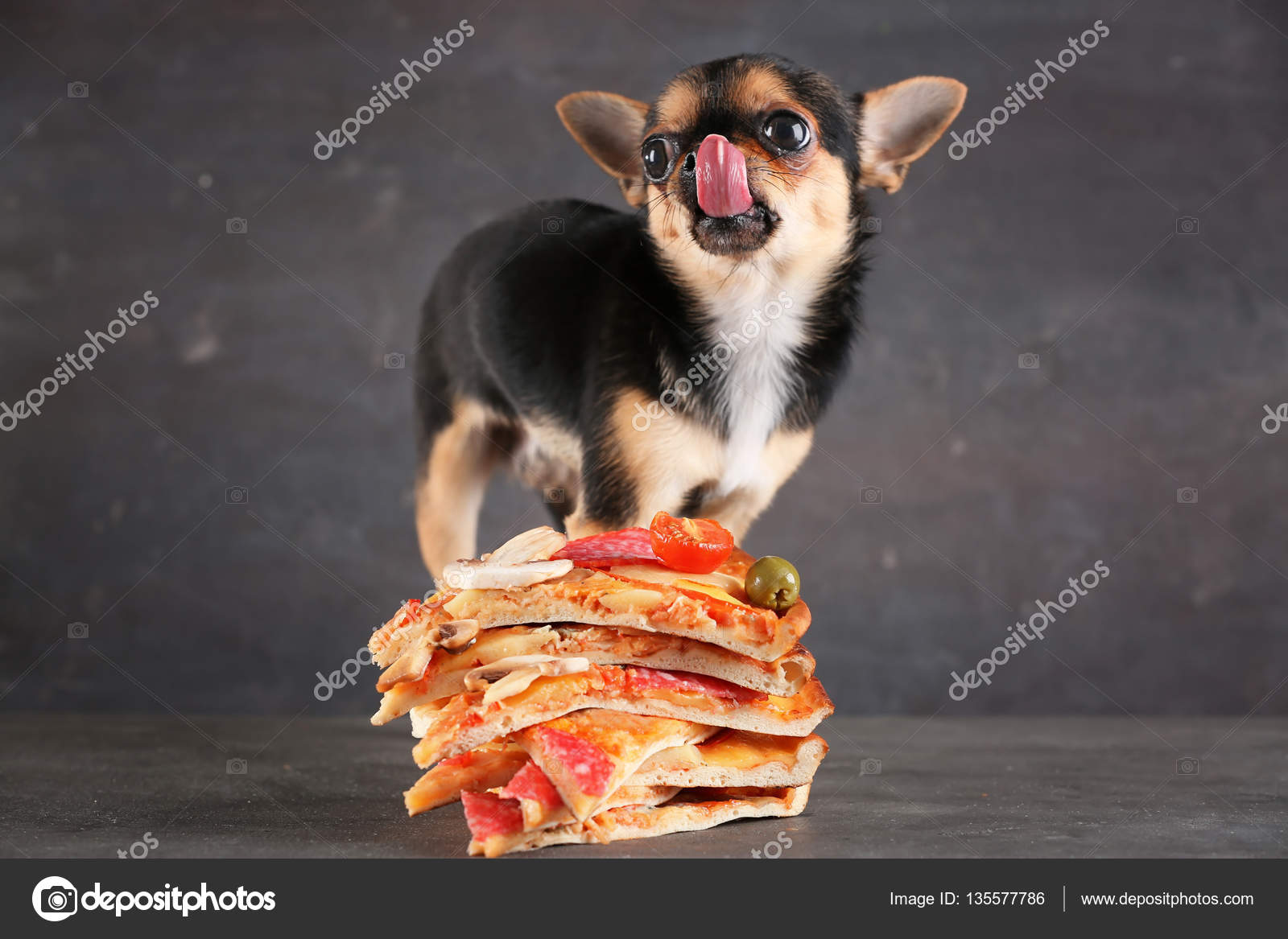 Chihuahua dog and pizza slices — Stock Photo © belchonock 135577786