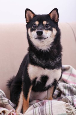 küçük Shiba Inu köpek