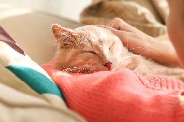 Kanepe üzerinde şirin kedi olan kadın