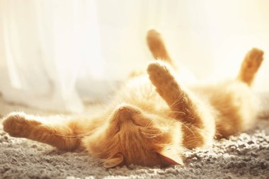 Halı üzerinde uyuyan kedi