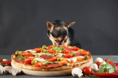pizza ile Chihuahua köpek