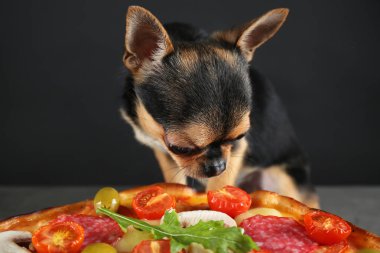 pizza ile Chihuahua köpek