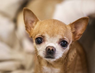 sevimli küçük chihuahua