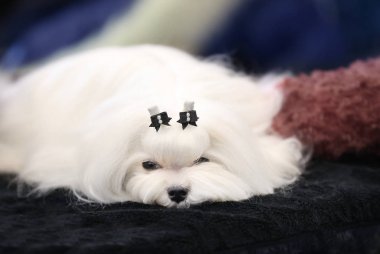 Şirin Bolognese kucak köpeği