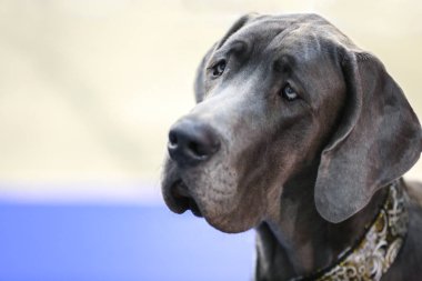 Şirin bir köpeğin portresi