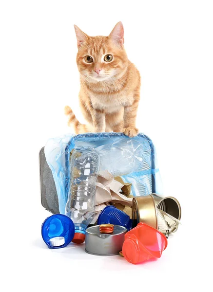 Gato rojo en la cesta de la basura —  Fotos de Stock