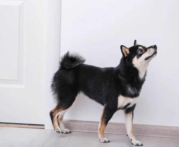 Lilla Shiba Inu hund — Stockfoto