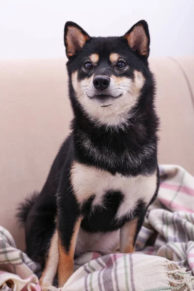 Lilla Shiba Inu hund — Stockfoto