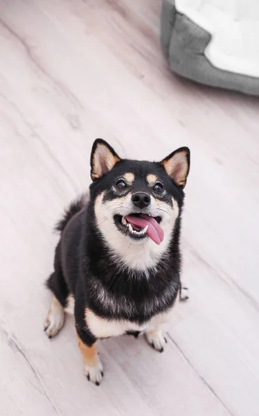Piccolo cane Shiba Inu — Foto Stock