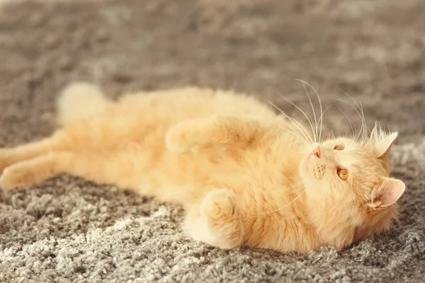 Кіт лежить на килимі — стокове фото