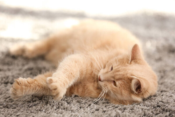 cat lying on carpet