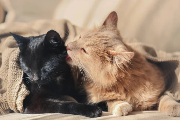 Cute cat closeup — Stock Photo, Image