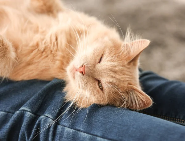 Katze auf Knien liegend — Stockfoto