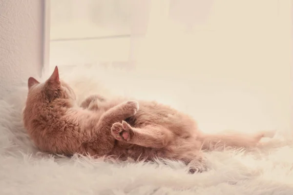Cat lying on carpet — Stock Photo, Image
