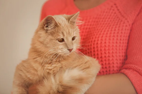 Mulher com gato bonito — Fotografia de Stock