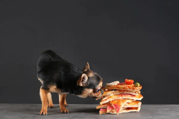 Chihuahua och pizza slices — Stockfoto