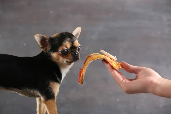 Chihuahua dog and pizza slice — Stock Photo, Image