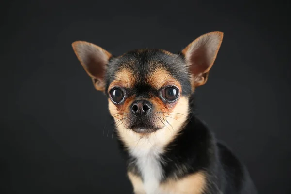 Small chihuahua dog — Stock Photo, Image