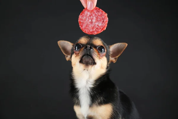 Chihuahua with sausage slice — Stock Photo, Image
